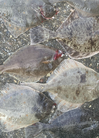 Fisketur - Helsingør, fladfisk & Makrel 3/10 - Klik for at tilmelde dig