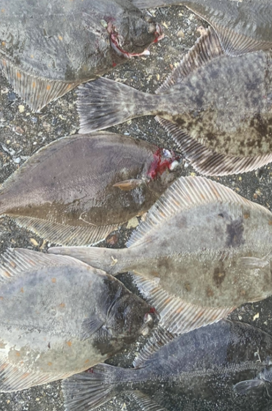 Fladsfisk på strand